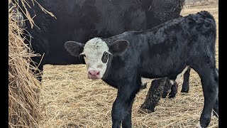 Bulls Cows amp Calves on Alberta Ranch [upl. by Drusi]