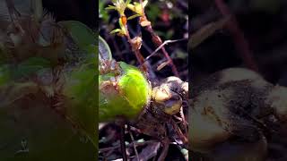 Green darner freshly molted dragonfly sadending [upl. by Sileas915]