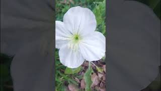 Oenothera Onagra Deslumbrante Florece en primavera y verano en Argentina [upl. by Rubens]