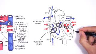 Introduction to Cardiac Heart Anatomy and the Chest Xray [upl. by Stav218]