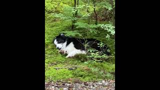 OFF LEASH BORDER COLLIE what Happiness looks like [upl. by Stormie]