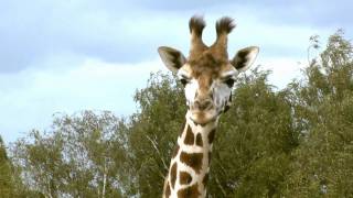 Giraf Safaripark Beekse Bergen [upl. by Obbard]