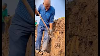 Smart Technique For Using Traditional Farming Tools To Easily Harvest Tubers On Sloping Land shorts [upl. by Acyssej]