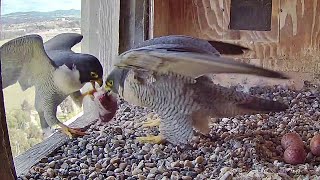 Box Cam Falconcam Project  Xavier brings prey for Di136 pm 20220814 [upl. by Ly]