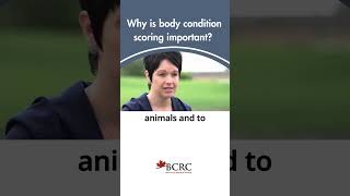 Why is cow body condition scoring important beefcattle cowcalf [upl. by Uahc855]