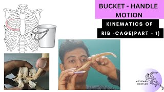 KINEMATICS OF RIB CAGE  BUCKET HANDLE MOTION BIOMECHANICS OF THORAX Physiotherapy Tutorial [upl. by Sethrida]