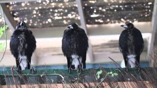 Three Australian Magpies Sing in Unison [upl. by Ahsaek106]