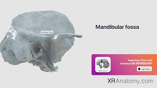 Temporal Bone  Mandibular fossa [upl. by Abe]