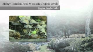 Food Chain Trophic Levels Food Web  Our Environment  Science  Class 10th  iPrep [upl. by Atteuqahs50]