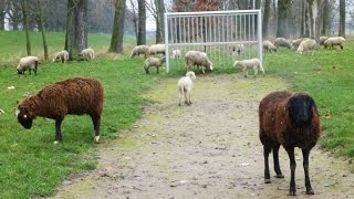 Schafe stürmen auf ein Fußballfeld [upl. by Sterrett]