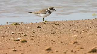 One legged Semipalmated Sandpiper — wishing it all the best 🥹 [upl. by Sato]