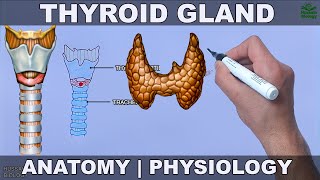 Thyroid Gland  Anatomy Physiology and Histology [upl. by Alyled197]