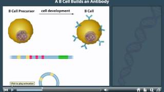 Antibody Production animation [upl. by Rramed]