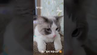 저기요 저많이귀엽나요 미묘 고양이 루키 넌감동이야 [upl. by Leziar]