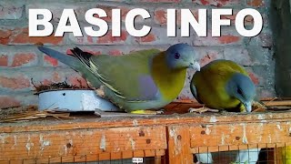 YELLOW FOOTED GREEN PIGEON BASIC INFORMATION [upl. by Greenman]