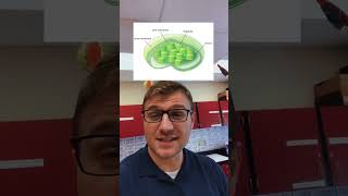 Chloroplast Playdoh Model [upl. by Olegnalehcim3]