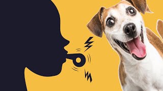 Whistle Sounds For Dogs  To Attract Dogs [upl. by Berni820]