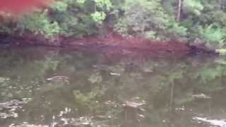 Water Moccassin Snake Swimming In Pond [upl. by Notelrac]