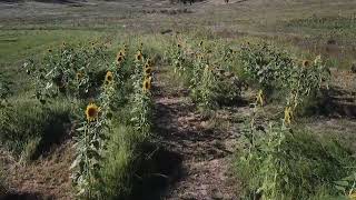 Sunflowers at wallabadah art shack Gallery amp Accommodation 2021 [upl. by Hartzke870]