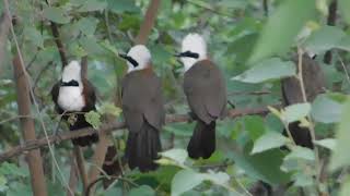 White crested laughingthrush [upl. by Lehsar]