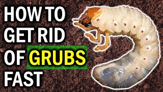 8 Natural Ways to Exterminate Garden GRUBS Naturally LAWN amp GARDEN CONTROL [upl. by Anilosi]