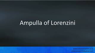 Pronunciation of the words quotAmpulla of Lorenziniquot [upl. by Chemosh469]