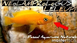 Neolamprologus leleupi cichlidé africain lac Tanganyika  Masterfisch  Pascal Aquariums Naturels [upl. by Atnahsa159]