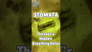 Stomata The Leafs HIDDEN Breathing Holes [upl. by Stephenie]