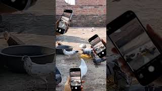 Farrukhabadi kabootar hai bro pigeon farrukhabadpigeons kabutar up22pigeons kabootar vlog [upl. by Hoover]