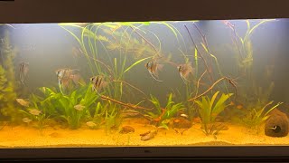 Juwel Rio 450 Südamerika Biotop  Meine Aquarienwelt [upl. by Woodward]