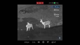 Pest control fallow deer 22lr 40gr subsonic Infiray Rico mk2 rh50r [upl. by Ocicnarf]