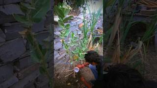 सफेद मदार  White Calotropis plant care nature plants shorts [upl. by Defant]