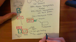 Mitomycin C Part 5 [upl. by Ecinaej]