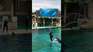 MARINELAND vacances juilletaoût 2024 [upl. by Lasonde]