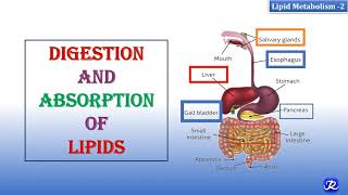 2 Digestion amp Absorption Of Lipids  Lipid Metabolism2  Biochemistry  NJOY Biochemistry [upl. by Akima131]