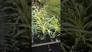 Drought Tolerant ground cover plant LIRIOPE VARI EXILIFLORA SILVERY SUNPROOF Difficult to cut 📝 [upl. by Ytsirk]