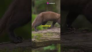 MindBlowing Facts About Pine Martens facts [upl. by Nuaj]