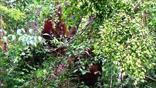 Two male orangutans fight in the Lamandau Wildlife Reserve [upl. by Ecirtap]