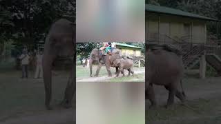 gorumara elephant camp elephantlovers viralvideo shortsfeed youtubesarch Dooars [upl. by Eeneg]