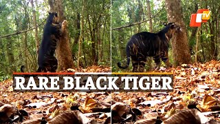 Watch Rare Melanistic Tiger At Similipal Video Shared On International Tiger’s Day [upl. by Frederik]