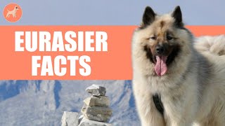 Eurasier Dog Breed 10 Amazing Facts You Must Know [upl. by Ydnagrub100]