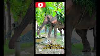 हाथियों की सोचने की क्षमता कही अधिक Elephant  whatsapp status  elephantcensus  shorts [upl. by Gustavo295]