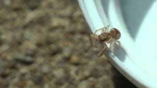 Intelligent Jumping SpiderHentzia Mitrata [upl. by Lowenstein]