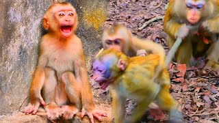 God Help Abandoned monkey Screaming amp very scare when Monkey Luna Lucie amp Sina catch amp bite [upl. by Eeryt]