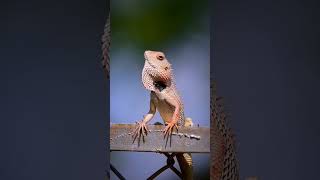 Chameleon In Changing Color ll रंग बदलू गिरगीट ll shorts ytshorts youtubeshorts [upl. by Cecilius197]