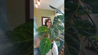 anthurium aroids plants [upl. by Yendys]