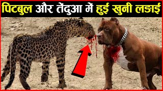 पिटबुल और तेंदुआ में हुई खुनी लड़ाई  Pitbull Vs Leopard Who Would Win [upl. by Lehsar285]