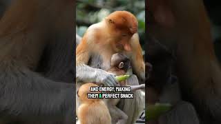 Why Do Monkeys Like Bananas 🍌🐒 [upl. by Vipul163]