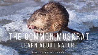 The Common Muskrat  Learn about Nature 📔 [upl. by Manup966]