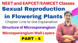 Structure of Microsporangium  Microsporangium Wall Layers  PART 4 [upl. by Rolfston]